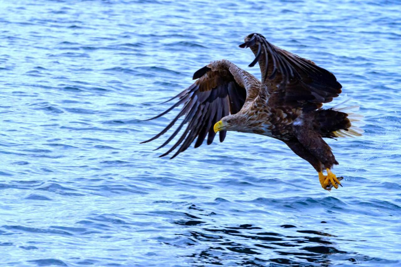 Ocean View Tind Lofoten โมสคิเนส ภายนอก รูปภาพ